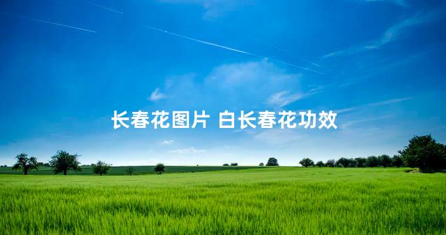 长春花图片 白长春花功效